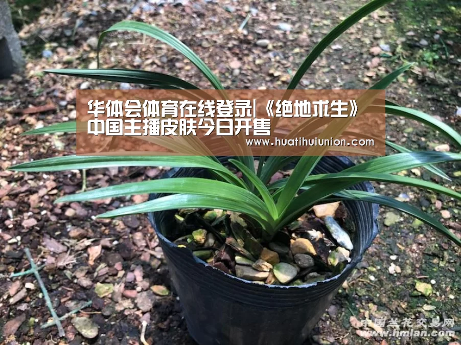 华体会体育在线登录|《绝地求生》中国主播皮肤今日开售(图4) 华体会官网在线
